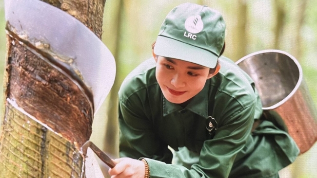 Ngày 28/8: Giá cao su thế giới đồng loạt tăng, trong nước ổn định