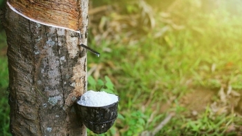 Ngày 31/8: Giá cao su thế giới đồng loạt giảm do lo ngại nhu cầu suy yếu