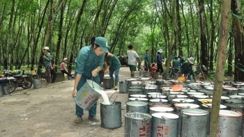 Ngày 2/9: Giá cao su thế giới diễn biến trái chiều, trong nước tăng giá