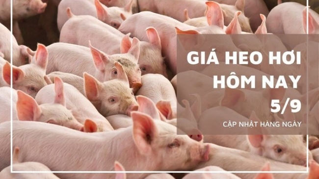Ngày 5/9: Giá heo hơi trên cả nước đồng loạt tăng