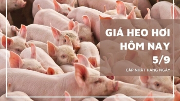 Ngày 5/9: Giá heo hơi trên cả nước đồng loạt tăng