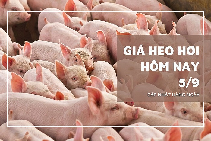 Ngày 5/9: Giá heo hơi trên cả nước đồng loạt tăng