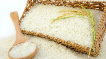 Ngày 6/9: Giá gạo trong nước giảm nhẹ, xuất khẩu giữ vững ở mốc cao