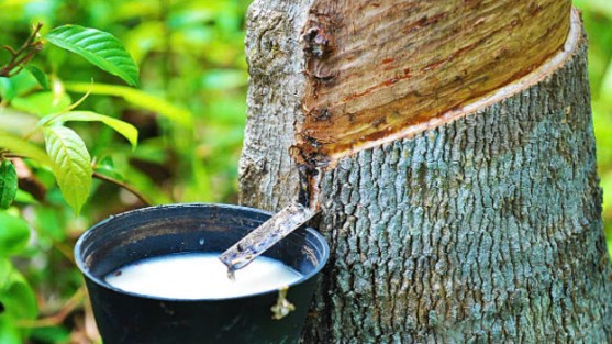 Ngày 6/9: Giá cao su đồng loạt tăng mạnh