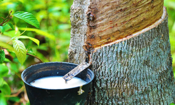 Ngày 6/9: Giá cao su đồng loạt tăng mạnh