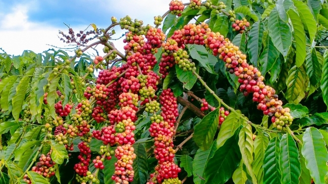 Ngày 8/9: Giá cà phê ổn định, hồ tiêu neo ở mức cao
