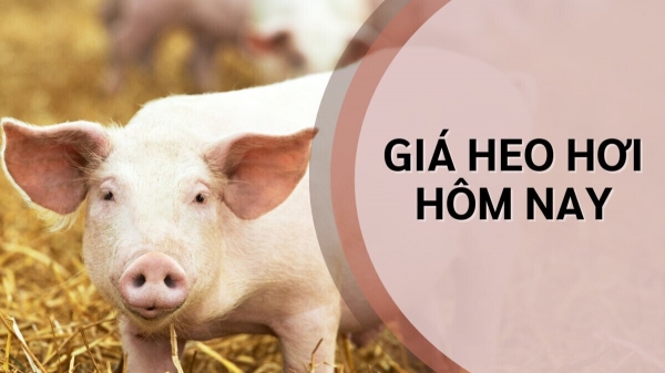 Ngày 9/9: Giá heo hơi tiếp tục tăng mạnh ở cả ba miền trên cả nước