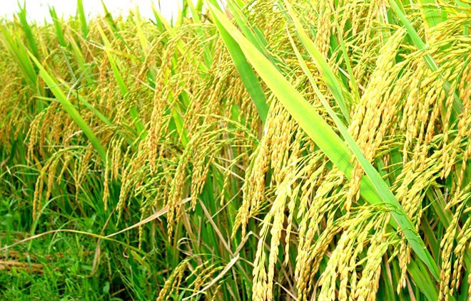Doanh nghiệp nâng cao chất lượng gạo Việt, mở rộng thị trường giữa cạnh tranh toàn cầu
