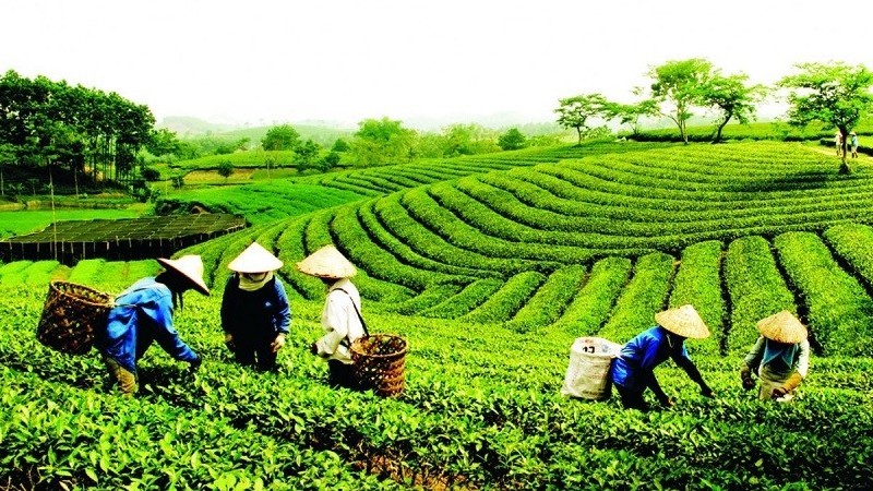 Bộ Tài chính là cơ quan Thường trực của Ban Chỉ đạo quốc gia về kinh tế tập thể