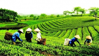 Bộ Tài chính là cơ quan Thường trực của Ban Chỉ đạo quốc gia về kinh tế tập thể