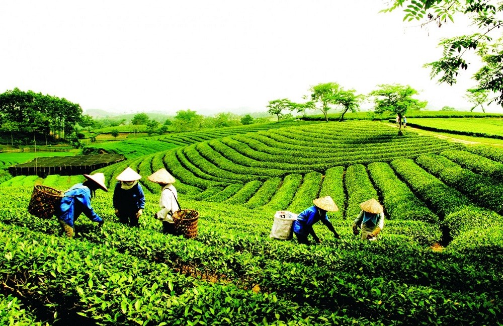 Bộ Tài chính là cơ quan Thường trực của Ban Chỉ đạo quốc gia về kinh tế tập thể
