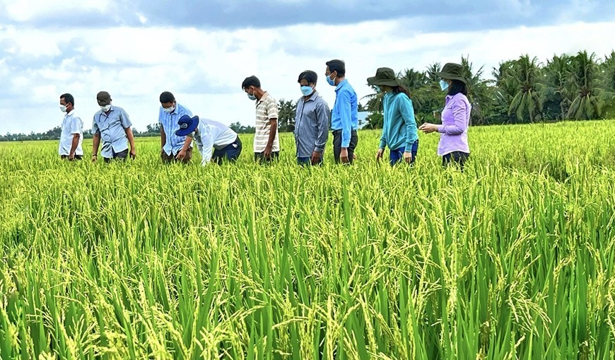 Gỡ nút thắt để thị trường gạo xuất khẩu lớn của Việt Nam không bị thu hẹp Gỡ nút thắt để thị trường gạo xuất khẩu lớn của Việt Nam không bị thu hẹp