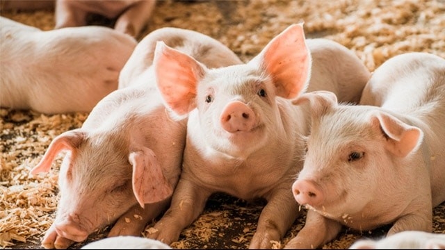 Ngày 16/9: Giá heo hơi diễn biến trái chiều giữa các vùng miền