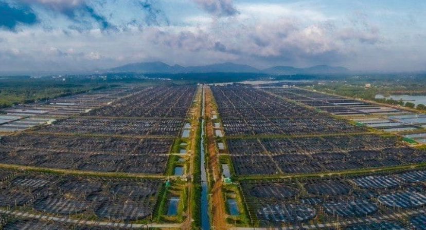 Thủy sản Minh Phú tăng vốn điều lệ lên gần 4.011 tỷ đồng qua phát hành cổ phiếu ESOP