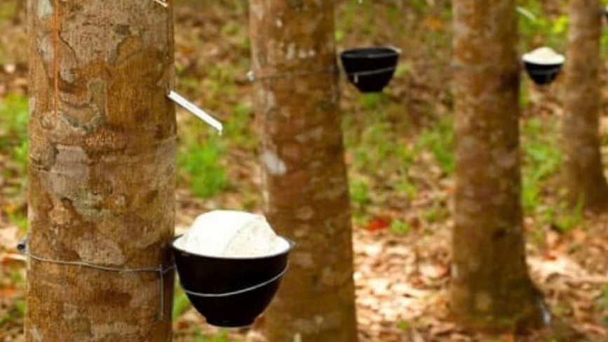 Ngày 18/9: Giá cao su trên các sàn giao dịch châu Á đồng loạt tăng