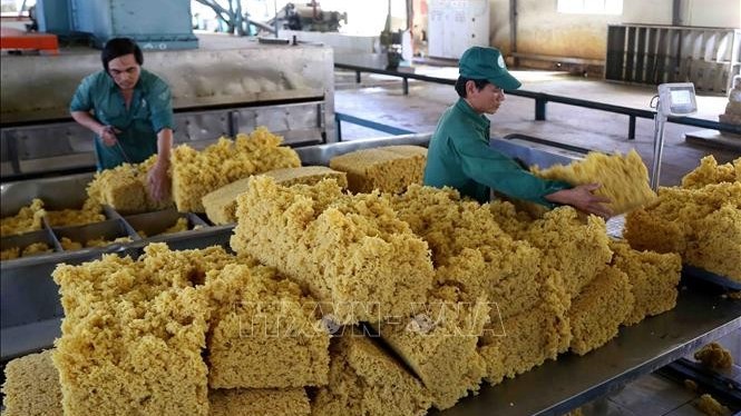 Ngày 20/9: Giá cao su trong nước ổn định, thế giới tiếp tục giảm