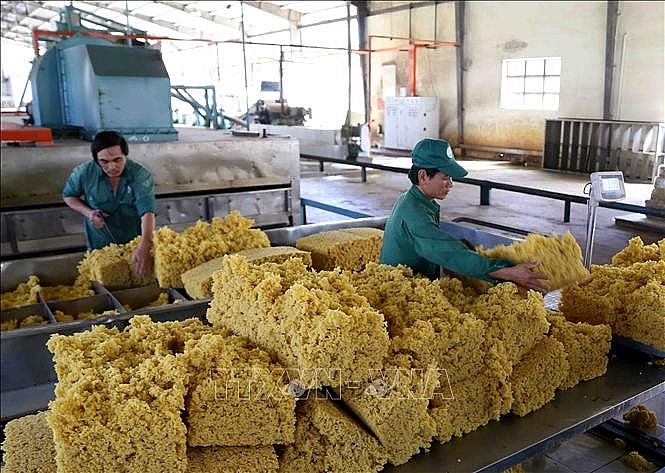 Ngày 20/9: Giá cao su trong nước ổn định, thế giới tiếp tục giảm