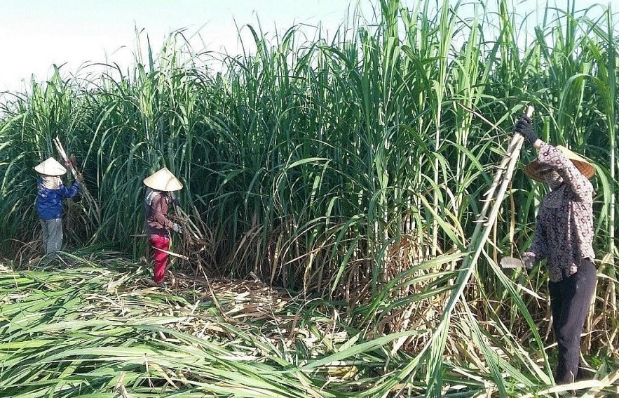 Giá đường chịu sức ép giảm, duy trì ở mặt bằng thấp những tháng cuối năm