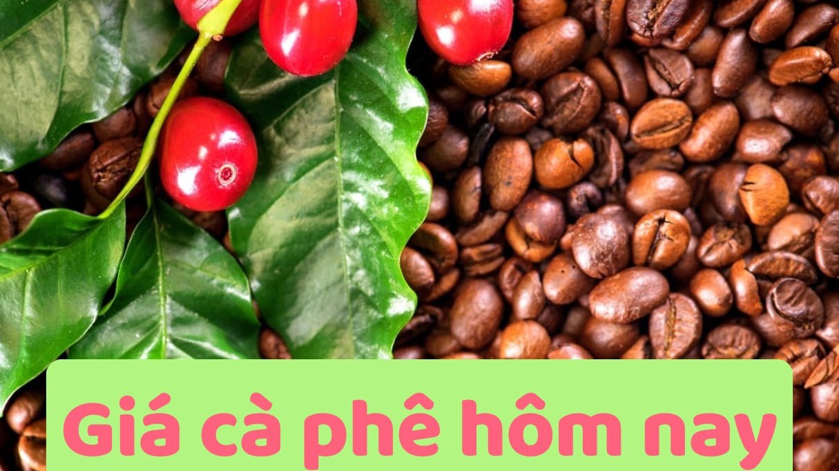 Ngày 23/9: Giá cà phê bật tăng trở lại, hồ tiêu nối dài chuỗi "bất động"