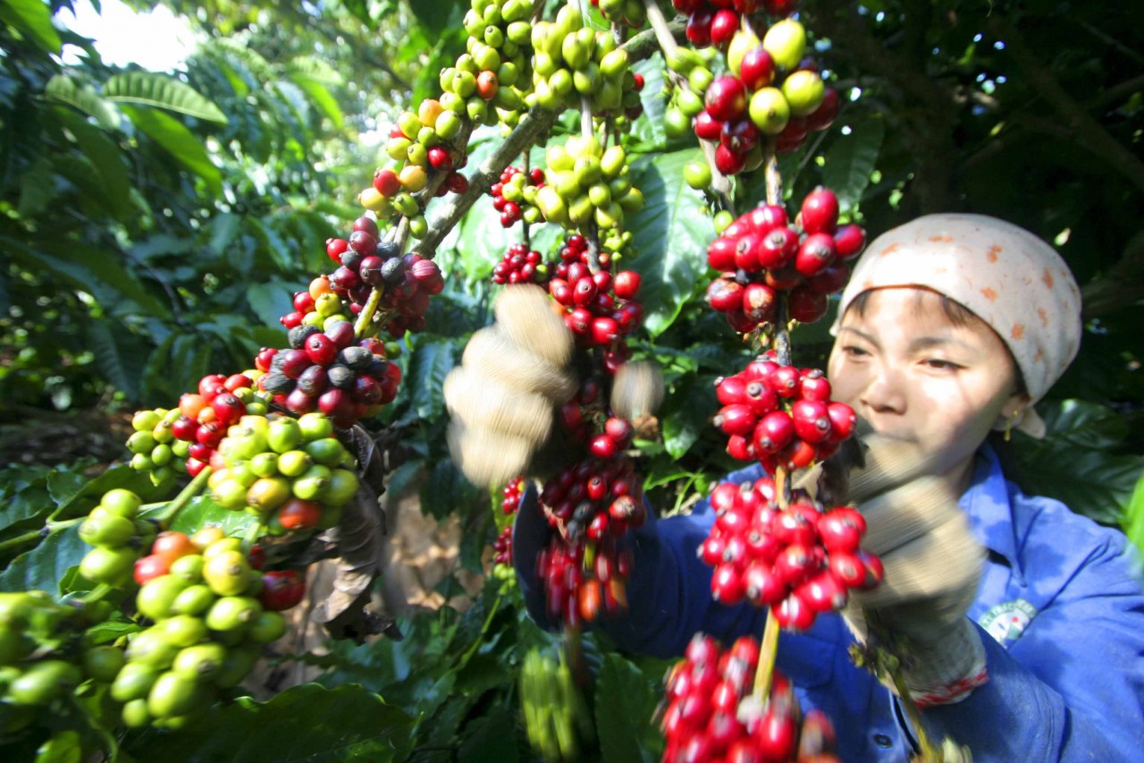 Thúc đẩy xuất khẩu, phát triển thị trường ngoài nước