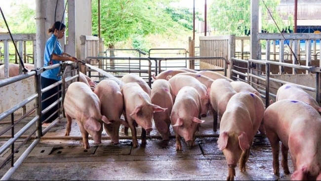 Ngày 28/9: Giá heo hơi tại miền Bắc và miền Trung đảo chiều tăng