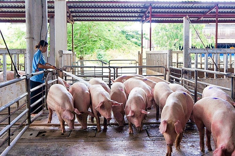 Ngày 28/9: Giá heo hơi tại miền Bắc và miền Trung đảo chiều tăng
