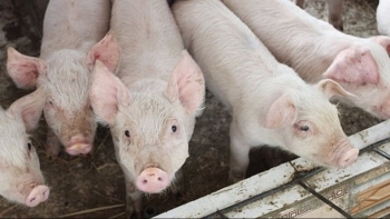 Ngày 30/9: Giá heo hơi dao động trong khoảng 54.000 - 57.000 đồng/kg