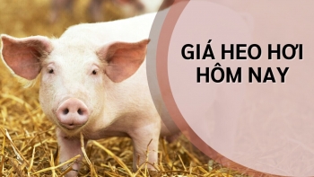 Ngày 2/10: Giá heo hơi giảm tại một số tỉnh thuộc miền Trung và miền Nam