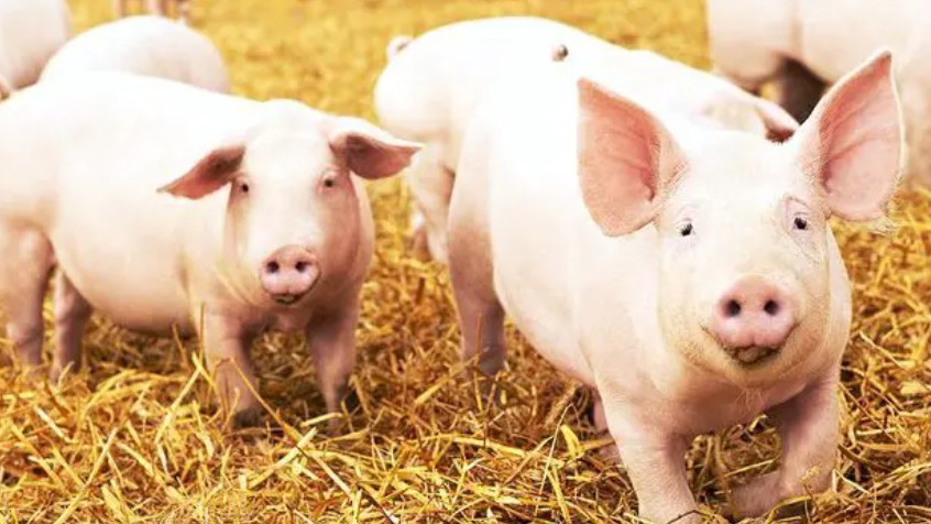 Ngày 4/10: Giá heo hơi tiếp tục giảm mạnh tại miền Trung