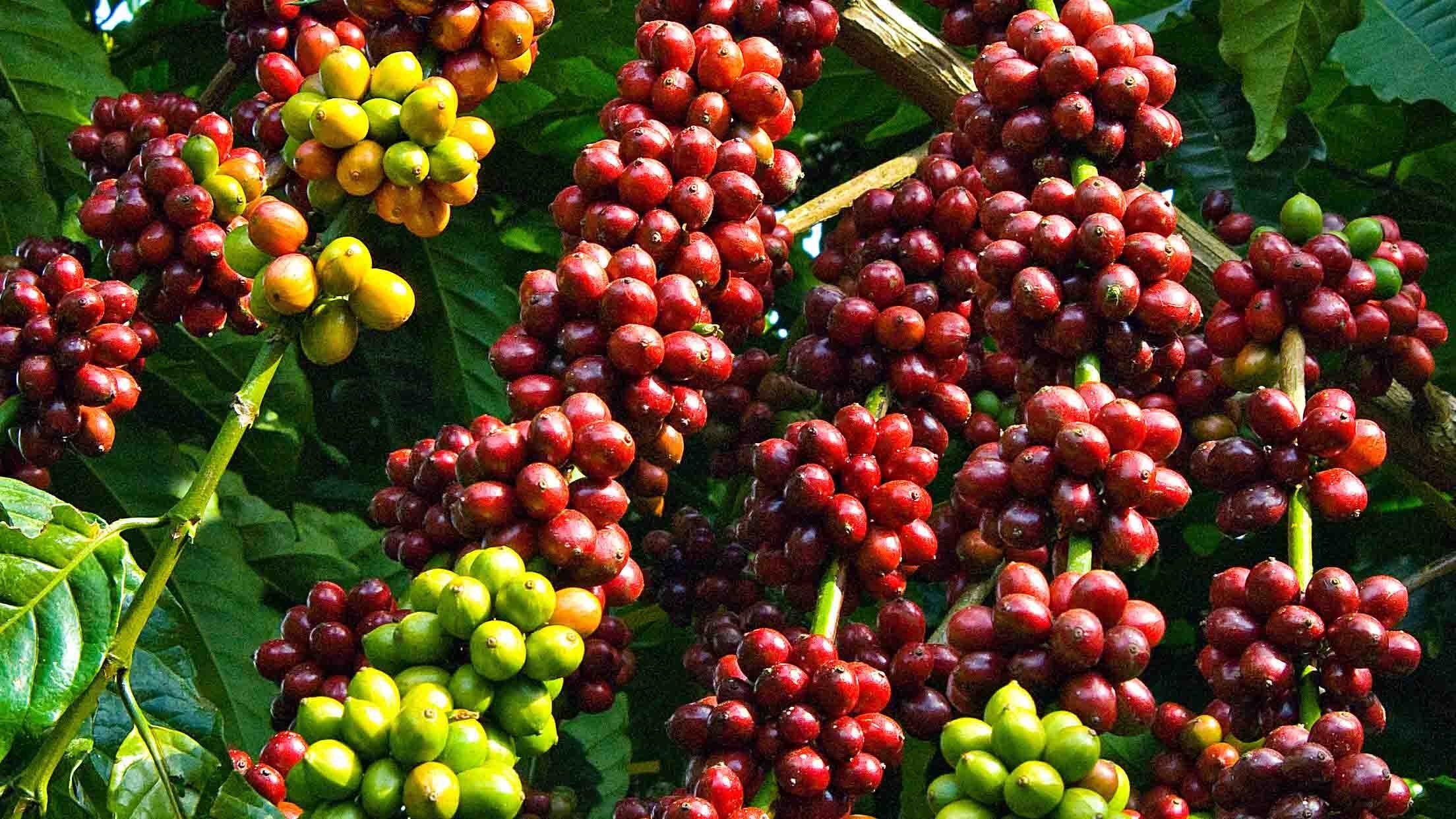 Ngày 5/10: Giá cà phê trong nước quay đầu tăng