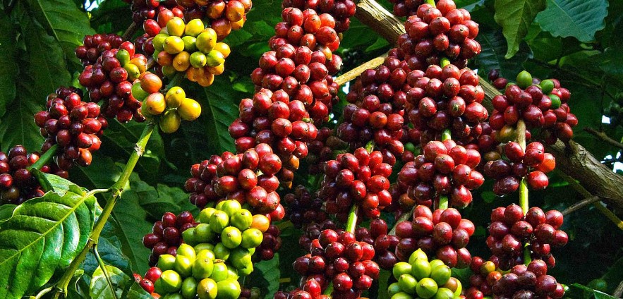 Ngày 5/10: Giá cà phê trong nước bật tăng Ngày 5/10: Giá cà phê trong nước quay đầu tăng