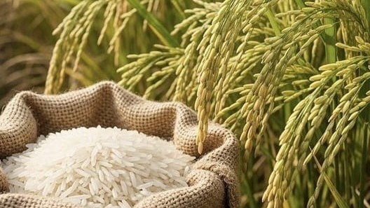 Ngày 5/10: Giá lúa gạo trong nước ổn định, gạo Thái Lan xuống mức thấp nhất  9 năm