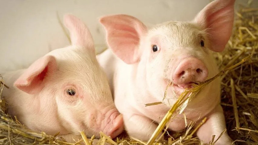 Ngày 6/10: Giá heo tại nhiều tỉnh rơi xuống 54.000 đồng/kg