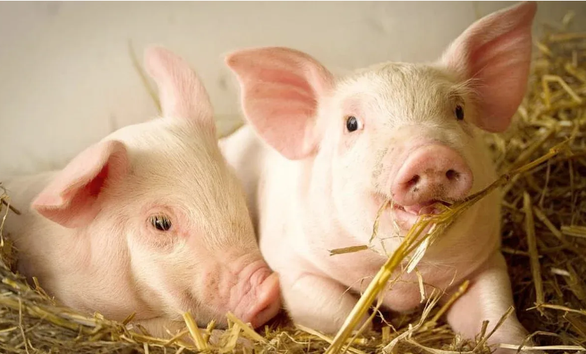 Ngày 6/10: Giá heo tại nhiều tỉnh rơi xuống 54.000 đồng/kg