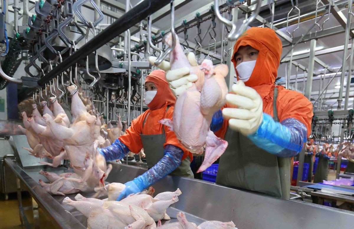 Giảm giá thành đầu ra: Đảm bảo nguồn cung và tăng sức cạnh tranh cho sản phẩm chăn nuôi xuất khẩu Giảm giá thành đầu ra: Đảm bảo nguồn cung và tăng sức cạnh tranh cho sản phẩm chăn nuôi xuất khẩu