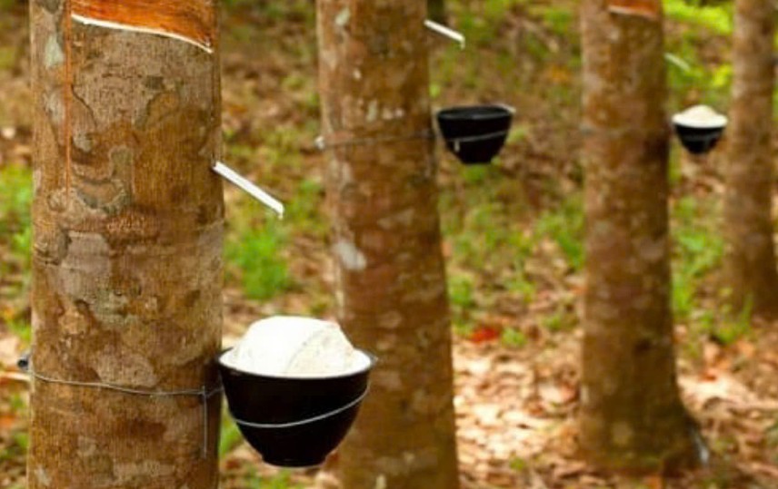 Ngày 9/10: Giá cao su thế giới biến động trái chiều, trong nước ổn định
