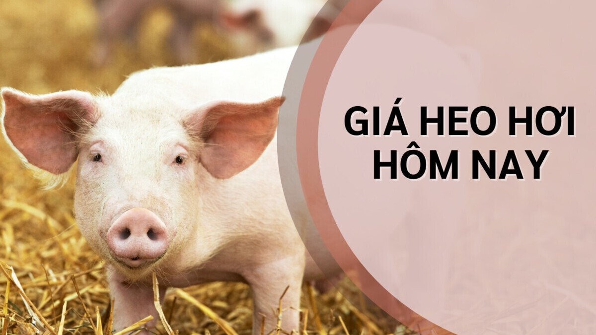 Ngày 9/10: Giá heo hơi tại miền Bắc và miền Nam giảm