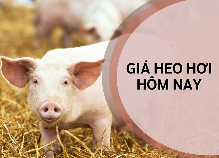 Ngày 9/10: Giá heo hơi tại miền Bắc và miền Nam giảm