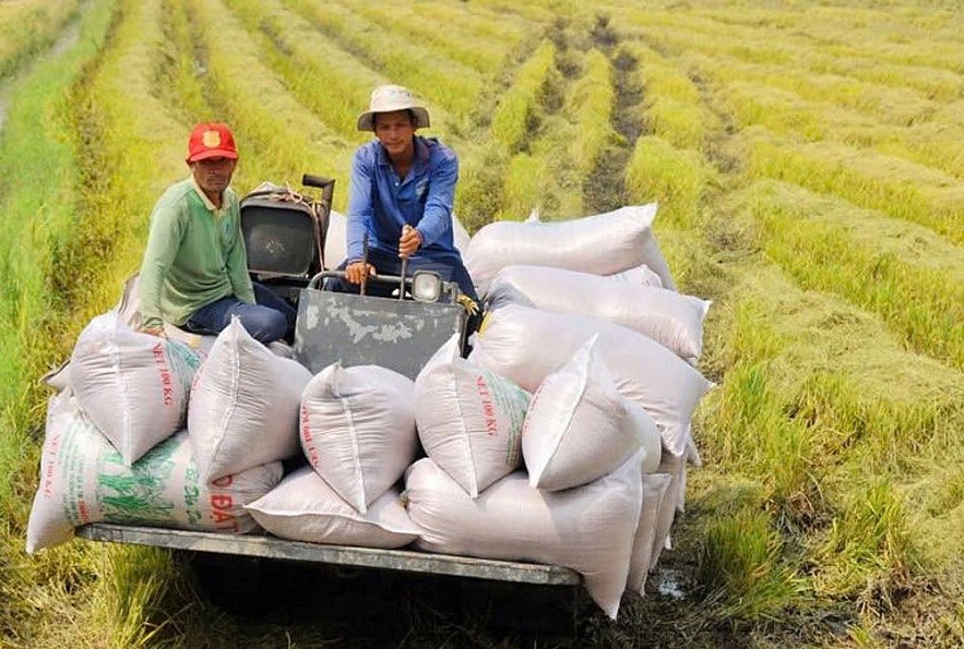 Ngân hàng tiếp sức để gạo Việt Nam vững vàng hơn trước biến động