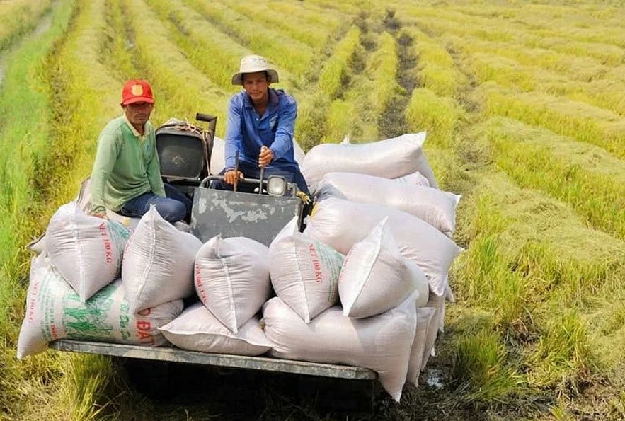 Ngân hàng tiếp sức để gạo Việt Nam vững vàng hơn trước biến động