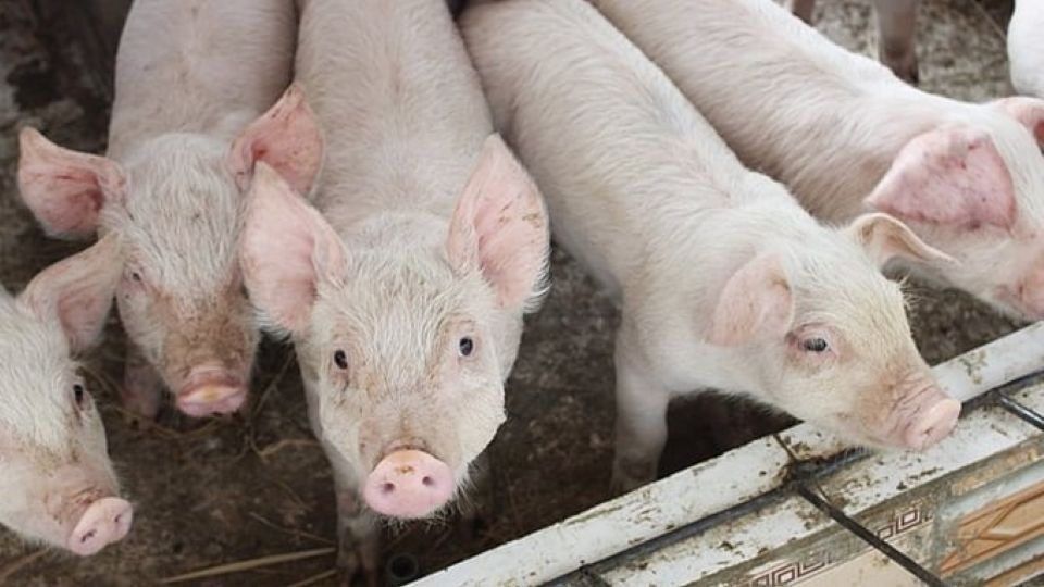 Ngày 15/10: Giá heo hơi giao động từ 50.000 đến 54.000 đồng/kg