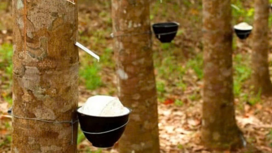 Ngày 16/10: Giá cao su thế giới đồng loạt giảm