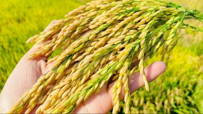 Ngày 17/10: Giá gạo trong nước và xuất khẩu ổn định, lúa tươi chững giá