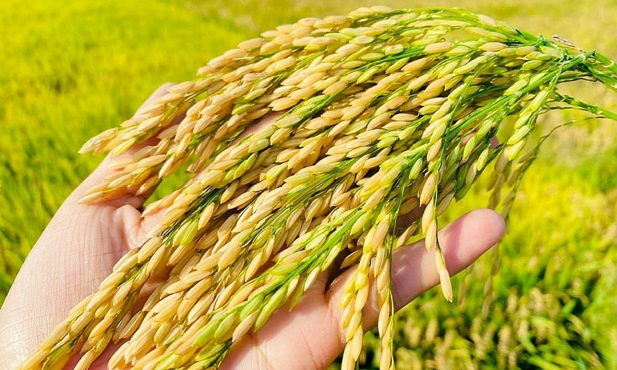Ngày 17/10: Giá gạo trong nước và xuất khẩu ổn định, lúa tươi chững giá