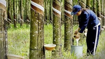 Ngày 17/10: Giá cao su trên các sàn giao dịch châu Á phục hồi sau nhiều phiên giằng co