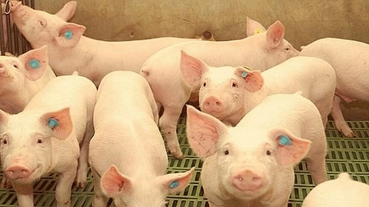 Ngày 18/10: Giá heo tăng tại miền Bắc, giảm tại miền Nam Ngày 18/10: Giá heo tăng tại miền Bắc, giảm tại miền Nam