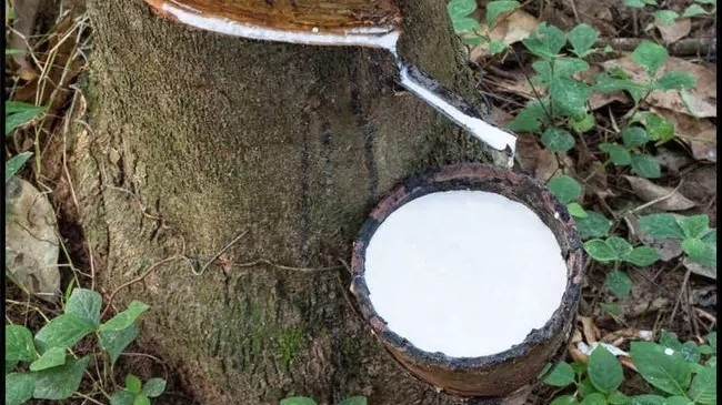 Ngày 18/10: Giá cao su tăng giảm trái chiều