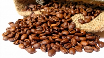 Ngày 19/10: Giá cà phê trong nước đồng loạt giảm