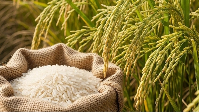 Ngày 20/10: Giá lúa gạo tại Đồng bằng sông Cửu Long đi ngang sáng đầu tuần