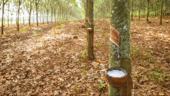 Ngày 20/10: Giá cao su trên các sàn giao dịch châu Á đồng loạt giảm